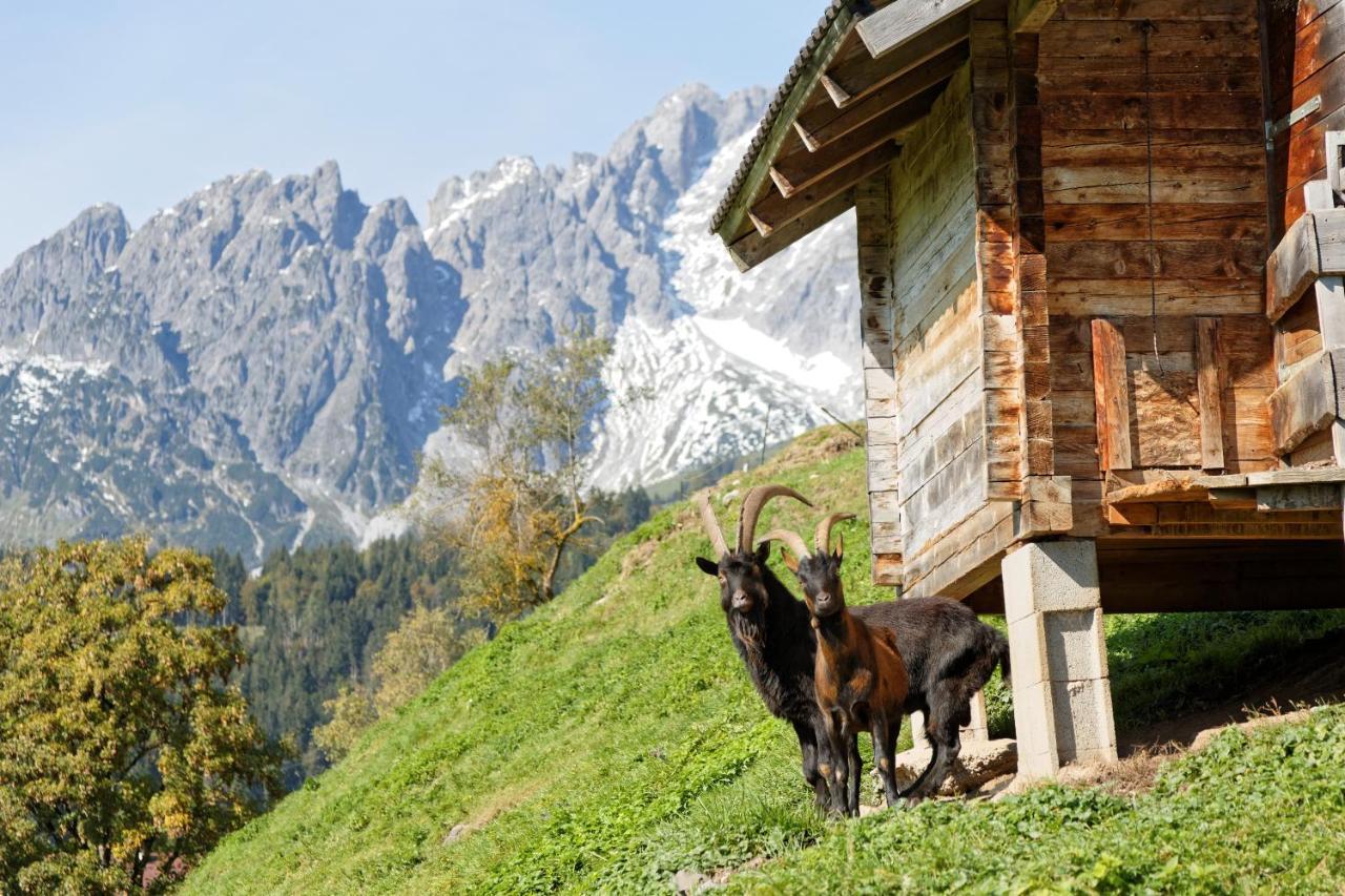 Gut Stein Panoramalodge Mühlbach am Hochkönig Extérieur photo
